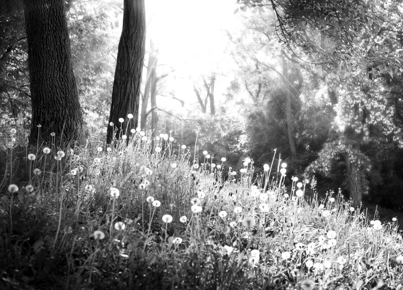 Papermoon Fototapete "Wald Schwarz & Weiß" von Papermoon