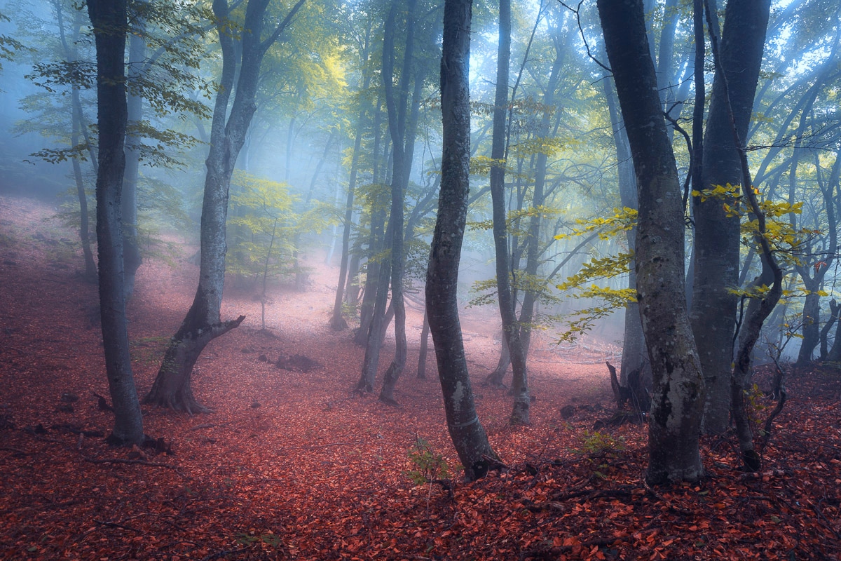 Papermoon Fototapete "Wald" von Papermoon