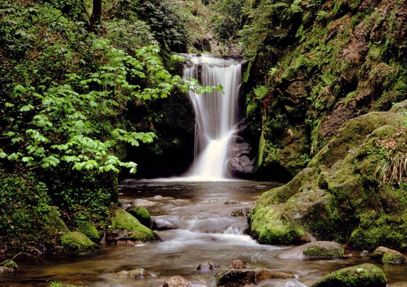 Papermoon Fototapete "Waldbach" glatt von Papermoon