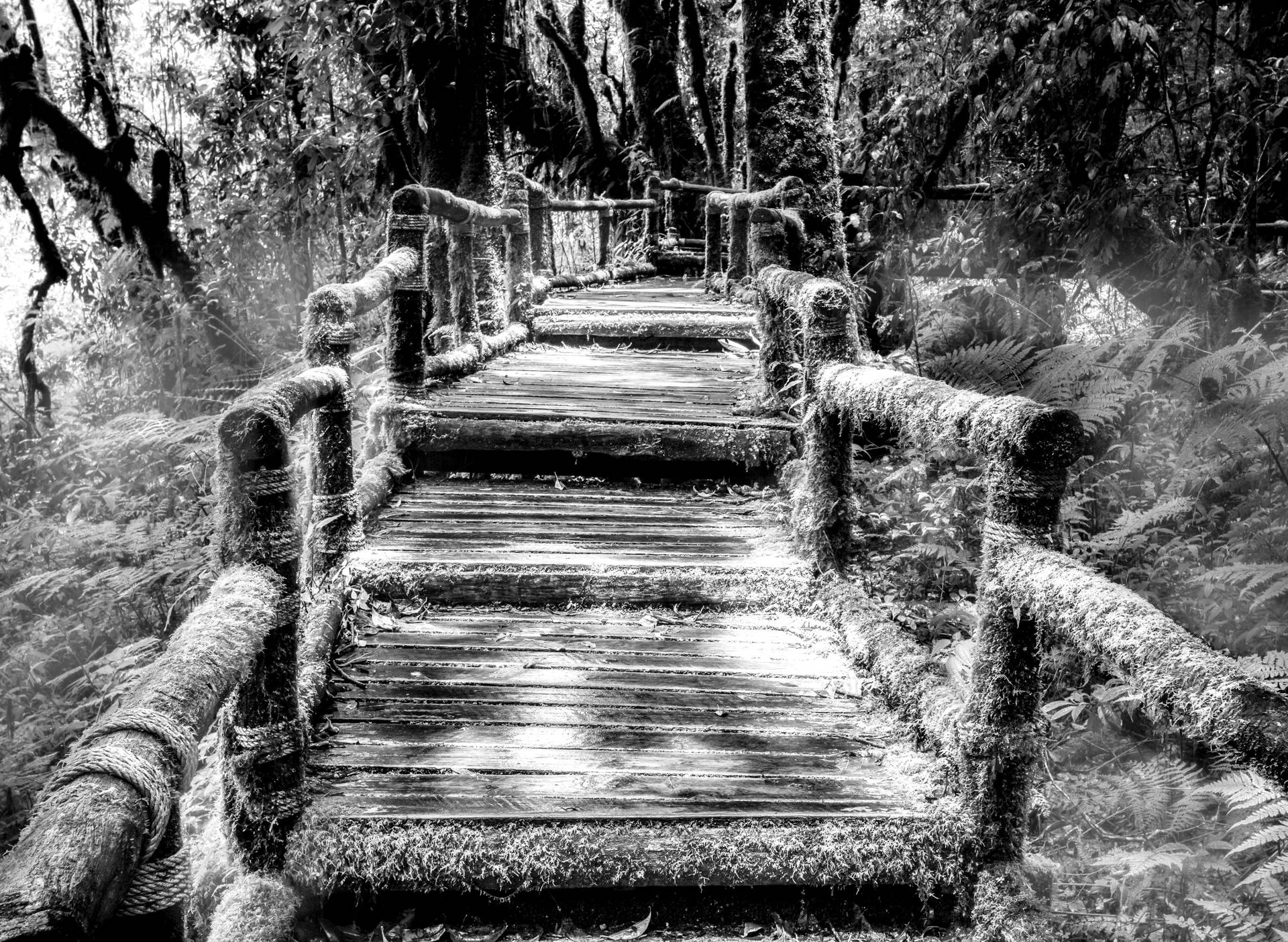 Papermoon Fototapete "Waldbrücke Schwarz & Weiß" von Papermoon