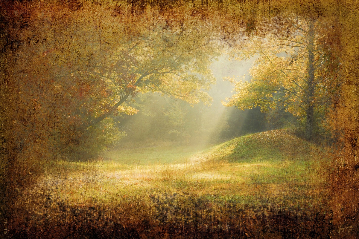 Papermoon Fototapete "Waldlichtung" von Papermoon