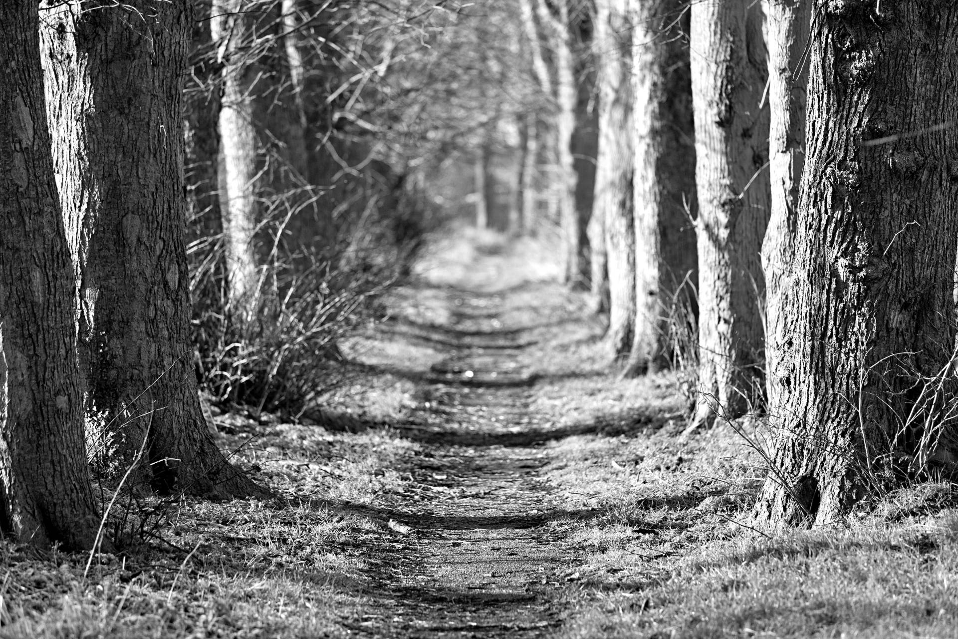 Papermoon Fototapete "Waldweg Schwarz & Weiß" von Papermoon