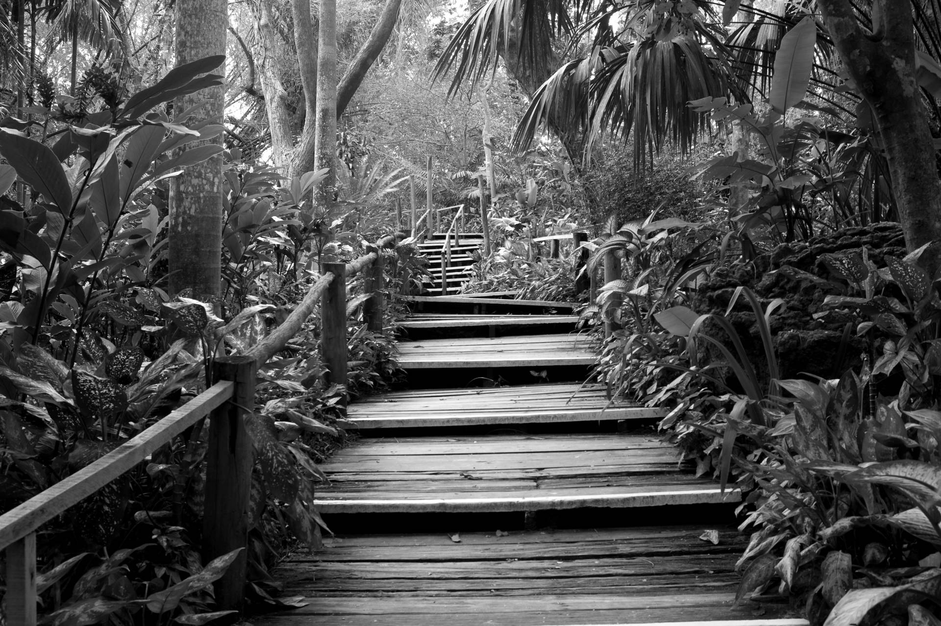 Papermoon Fototapete "Waldweg Schwarz & Weiß" von Papermoon