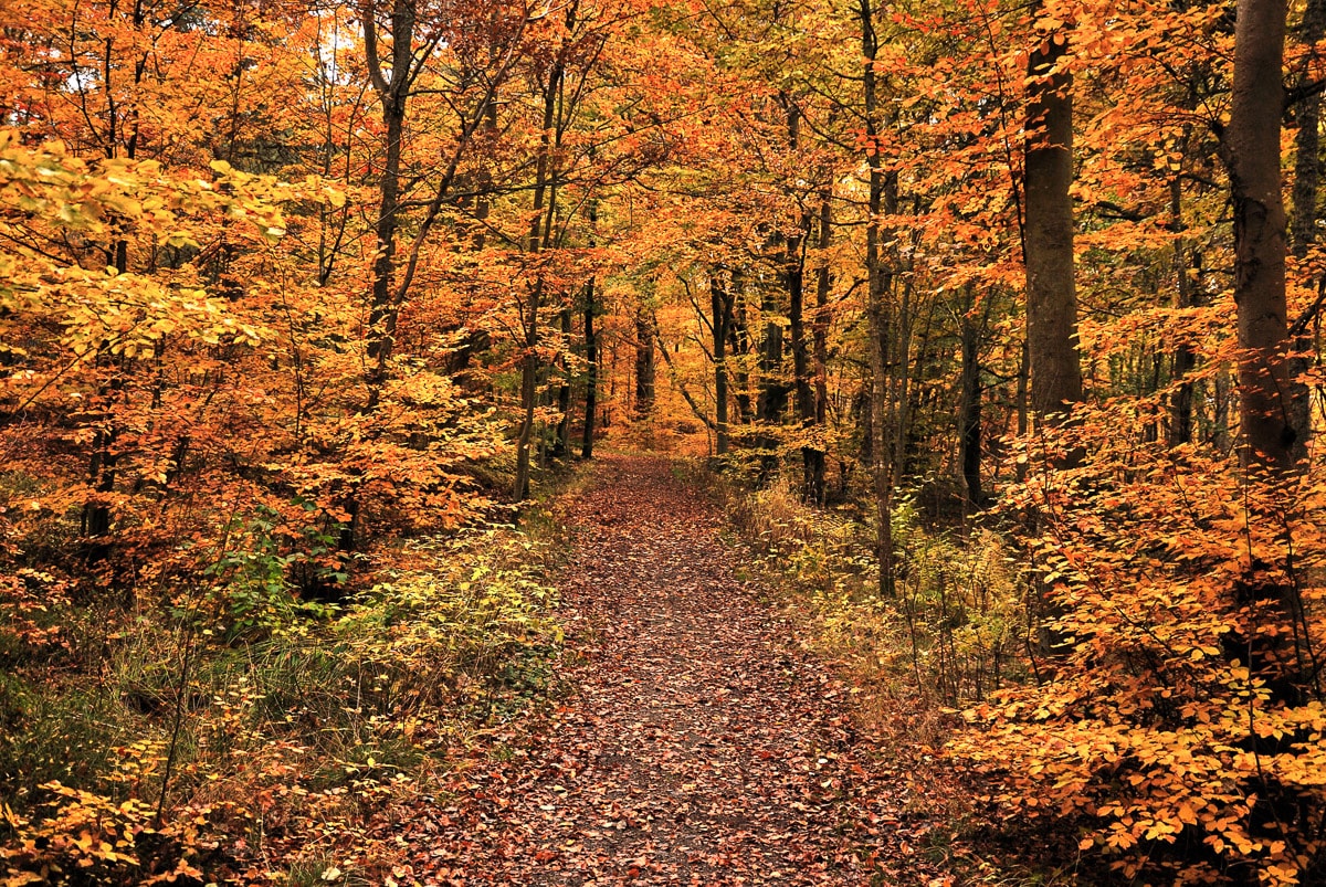 Papermoon Fototapete "Waldweg" von Papermoon