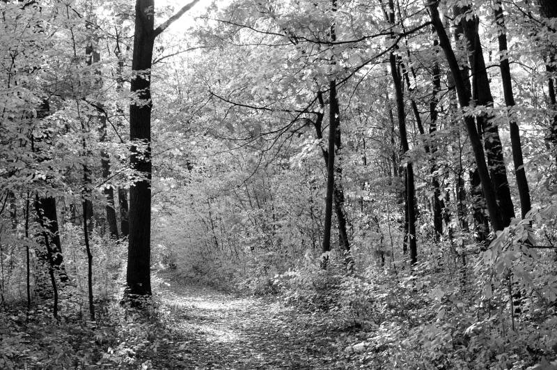 Papermoon Fototapete "Waldweg" von Papermoon