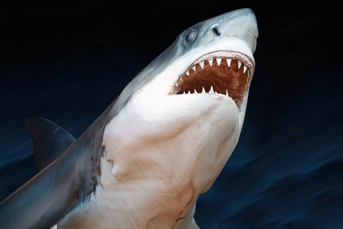 Papermoon Fototapete "Weißer Hai" von Papermoon
