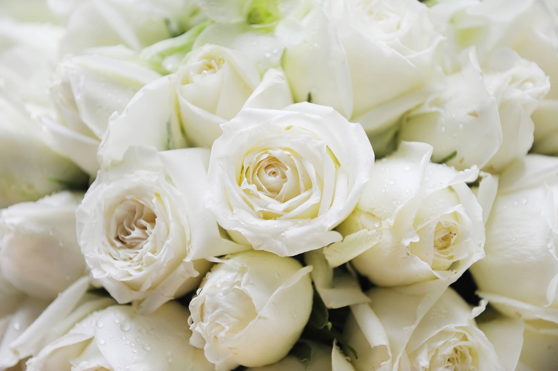 Papermoon Fototapete "White Roses" von Papermoon