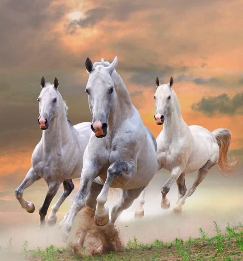 Papermoon Fototapete "White Stallions in Dust" glatt von Papermoon