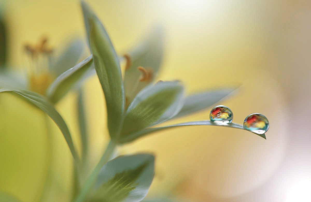 Papermoon Fototapete "Zen Wassertropfen mit Blume Makro" von Papermoon