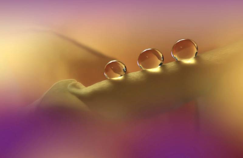 Papermoon Fototapete "Zen Wassertropfen mit Blume Makro" von Papermoon