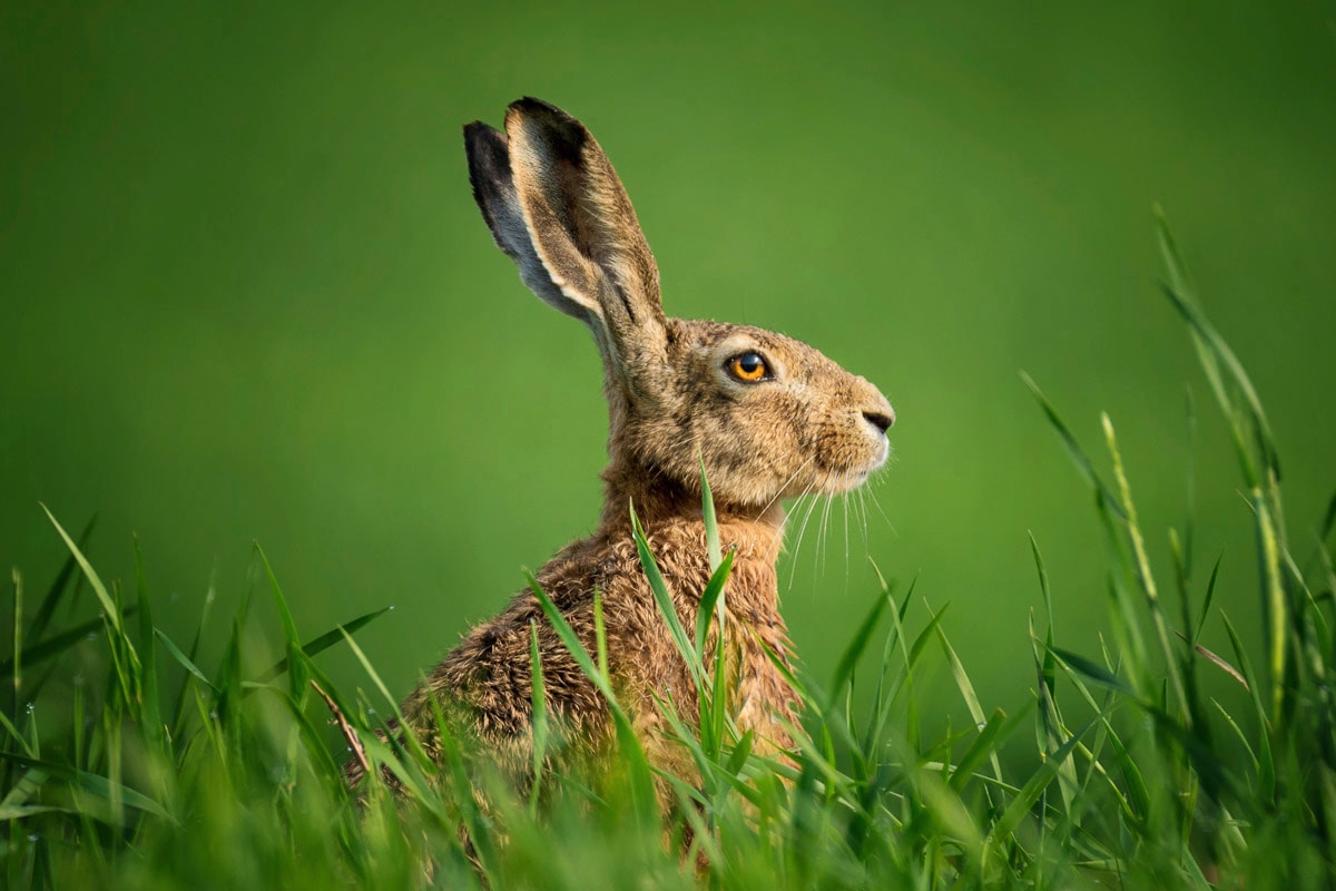 Papermoon Fototapete "hase in wiese" von Papermoon