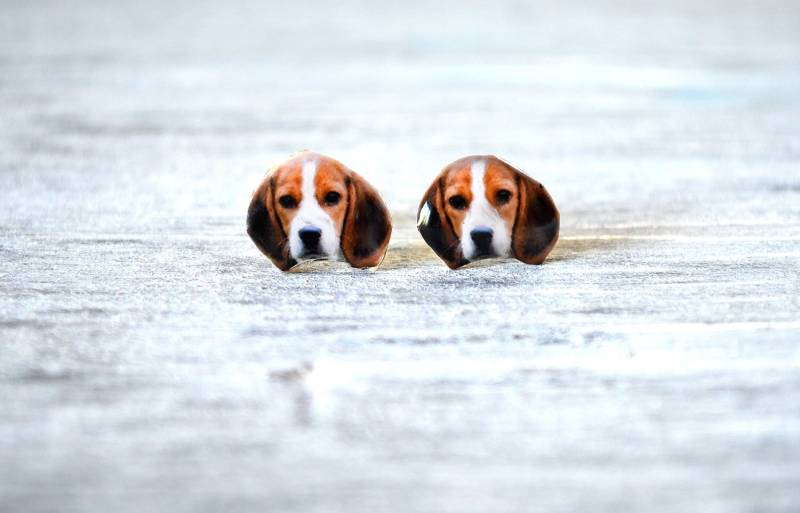 Beagle Ohrringe , Ohrstecker Hunderasse von PeaceOfCat