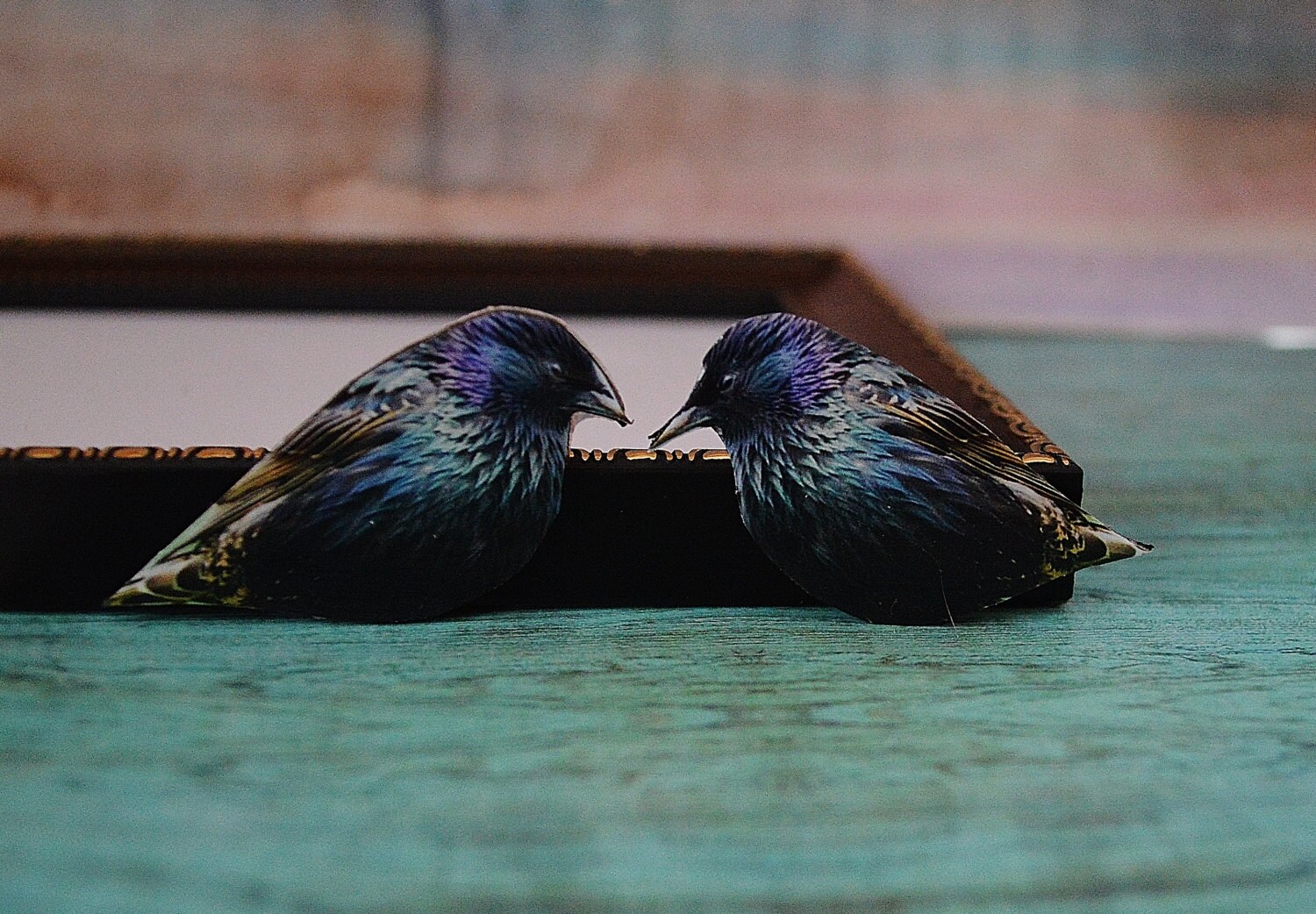 Vogel Accessoire , Kragen Pin Brosche Kragenclip Natur Hipster Shirt von PeaceOfCat