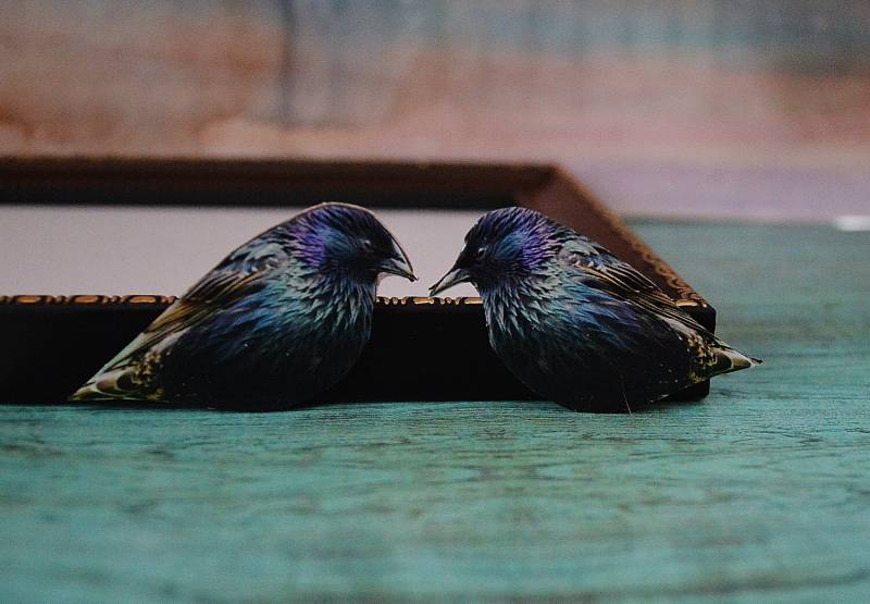 Vogel Accessoire , Kragen Pin Brosche Kragenclip Natur Hipster Shirt von PeaceOfCat