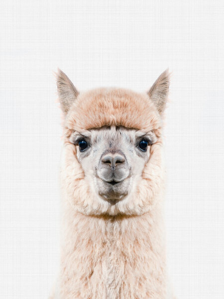 Photocircle Poster / Leinwandbild - Alpaca von Photocircle