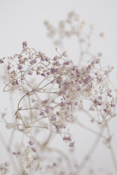 Photocircle Poster / Leinwandbild - BLOSSOMS in the field von Photocircle