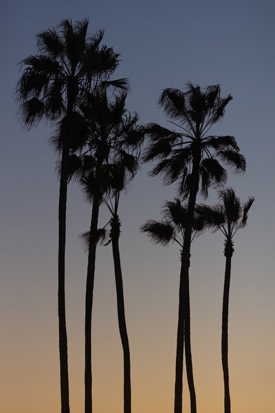 Photocircle Poster / Leinwandbild - Beach Palms von Photocircle