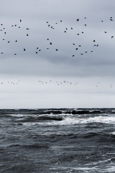 Photocircle Poster / Leinwandbild - Birds and the Sea von Photocircle