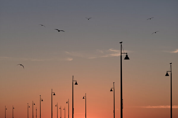 Photocircle Poster / Leinwandbild - Birds on the Pier von Photocircle