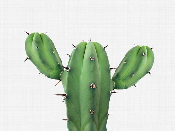 Photocircle Poster / Leinwandbild - Cactus 1 von Photocircle