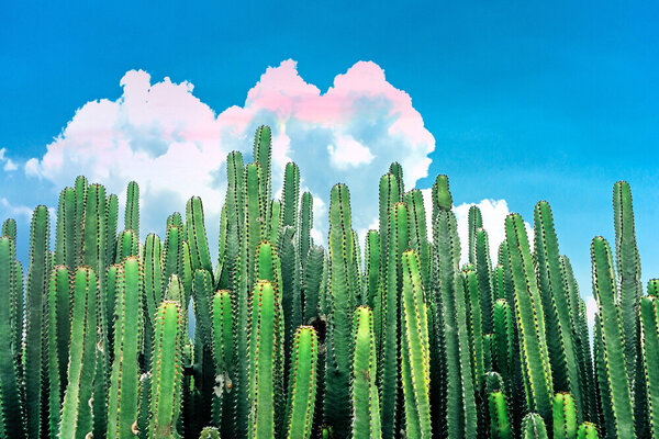 Photocircle Poster / Leinwandbild - Cactus Summer von Photocircle