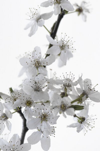 Photocircle Poster / Leinwandbild - Cherry Flower von Photocircle