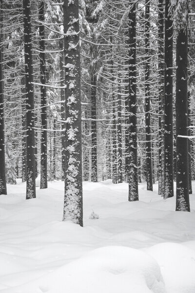 Photocircle Poster / Leinwandbild - Deep Dark White Forest von Photocircle