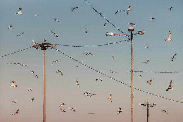 Photocircle Poster / Leinwandbild - Feeding Frenzy von Photocircle