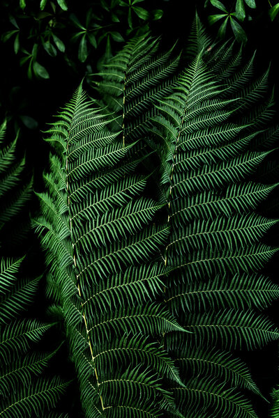 Photocircle Poster / Leinwandbild - Fern 3 von Photocircle