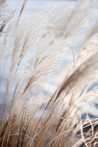 Photocircle Poster / Leinwandbild - Grass 5 von Photocircle