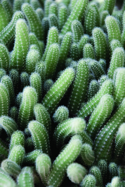 Photocircle Poster / Leinwandbild - Green Cactus Garden von Photocircle