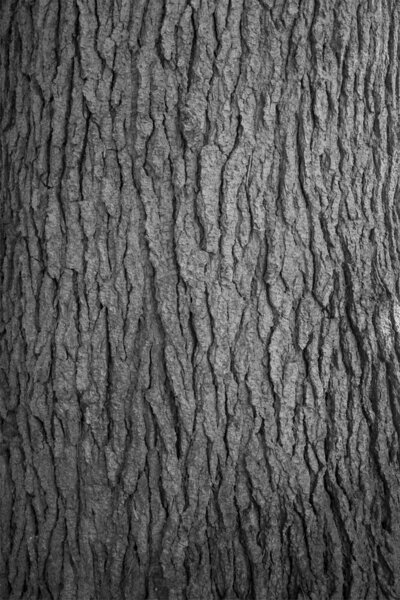 Photocircle Poster / Leinwandbild - Hug a tree von Photocircle