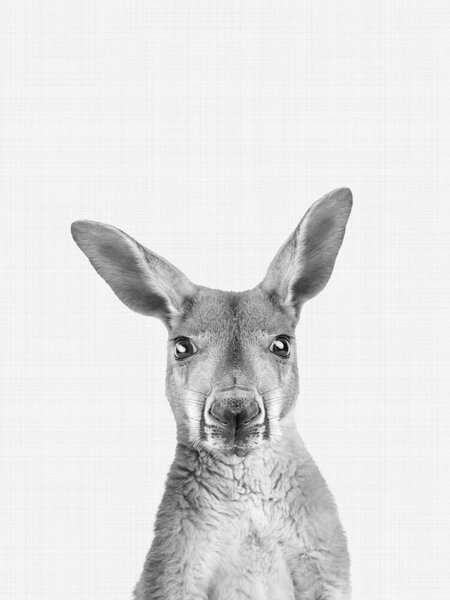 Photocircle Poster / Leinwandbild - Kangaroo (Black and White) von Photocircle