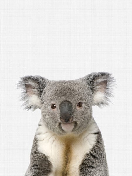 Photocircle Poster / Leinwandbild - Koala von Photocircle