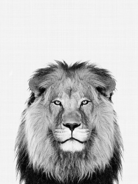 Photocircle Poster / Leinwandbild - Lion (Black and White) von Photocircle