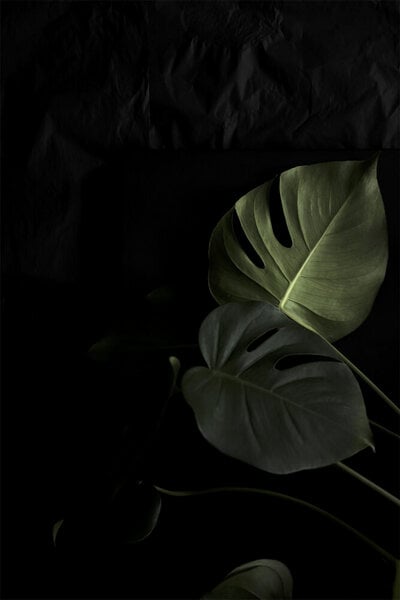 Photocircle Poster / Leinwandbild - Moody Monstera von Photocircle