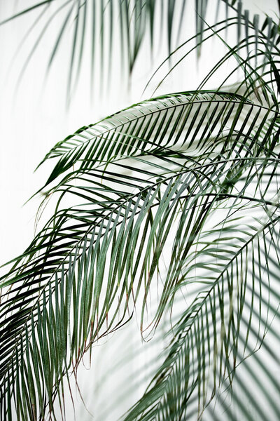 Photocircle Poster / Leinwandbild - Palm Leaves 21 von Photocircle