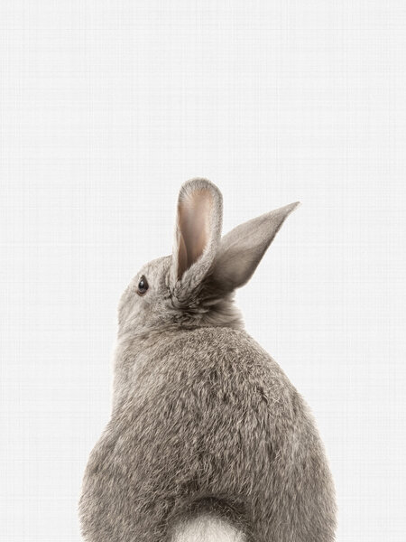 Photocircle Poster / Leinwandbild - Rabbit Tail von Photocircle