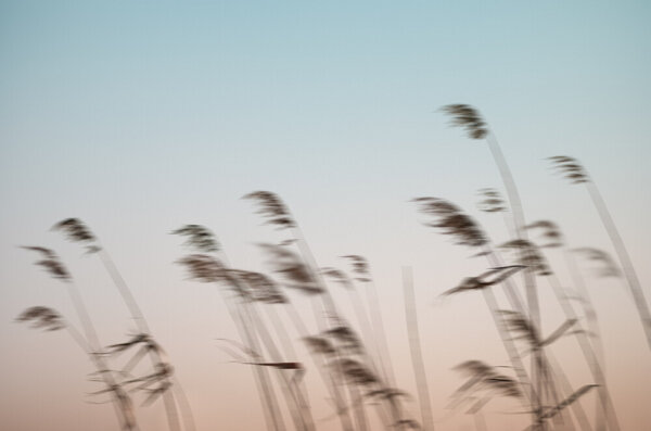 Photocircle Poster / Leinwandbild - Reeds in the Wind von Photocircle