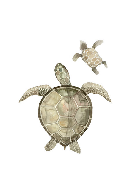 Photocircle Poster / Leinwandbild - Sea Life - Turtles von Photocircle