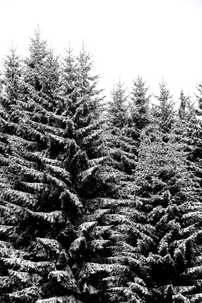 Photocircle Poster / Leinwandbild - Snowy Christmas Trees von Photocircle