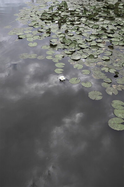 Photocircle Poster / Leinwandbild - Water Lily Heaven von Photocircle