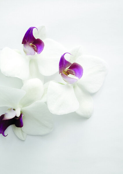 Photocircle Poster / Leinwandbild - White Wild Orchid von Photocircle