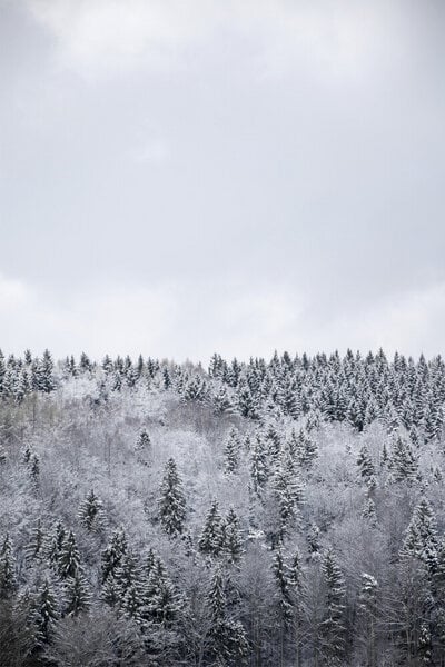 Photocircle Poster / Leinwandbild - White Winter Forest von Photocircle