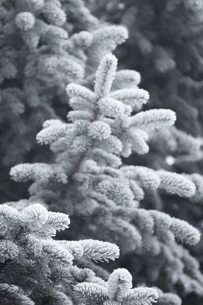 Photocircle Poster / Leinwandbild - Winter Forest von Photocircle