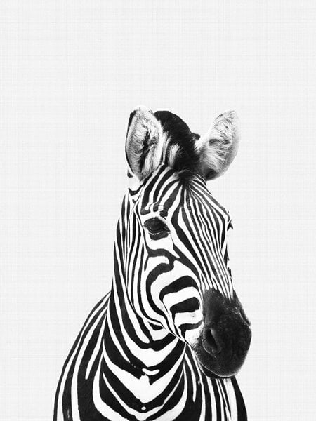 Photocircle Poster / Leinwandbild - Zebra (Black and White) von Photocircle