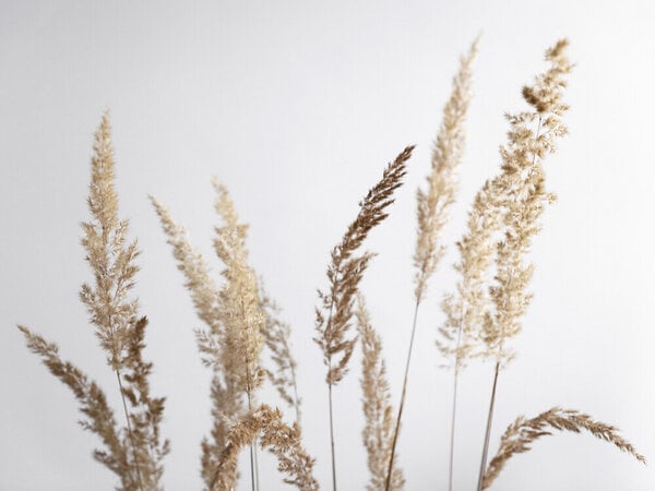 Photocircle Poster / Leinwandbild - glorious golden PAMPAS grass von Photocircle