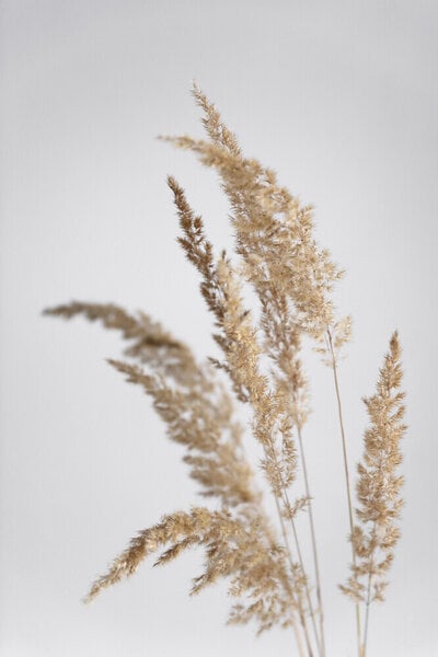 Photocircle Poster / Leinwandbild - golden PAMPAS grass von Photocircle