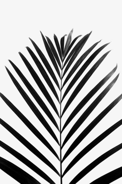 Photocircle Poster / Leinwandbild - minimal PALM leaf - black & white edition von Photocircle