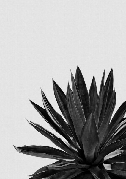 Photocircle Wandbild / Kunstdruck / Poster / Leinwand - Agave Cactus Black & White von Photocircle